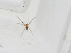 Cithaeron praedonius