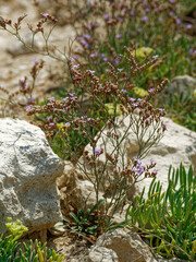 Limonium virgatum