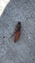 Sirex californicus