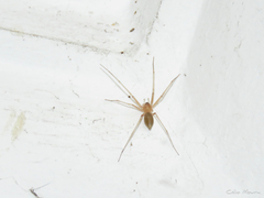 Cithaeron praedonius