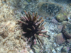 Eucidaris galapagensis