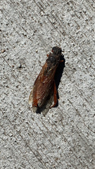 Sirex californicus