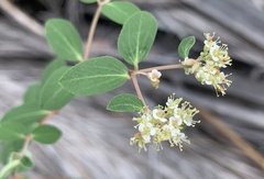 Euphorbia tomentulosa