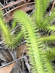 Lycopodiella