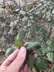Rhamnus ilicifolia
