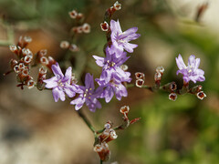Limonium virgatum