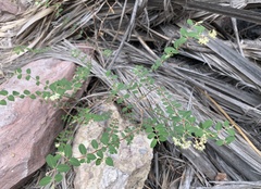 Euphorbia tomentulosa