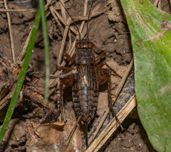 Allonemobius fasciatus