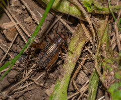 Allonemobius fasciatus