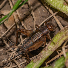 Allonemobius fasciatus