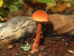 Laccaria proxima