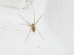 Cithaeron praedonius