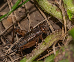 Allonemobius fasciatus