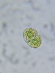 Cosmarium ovale