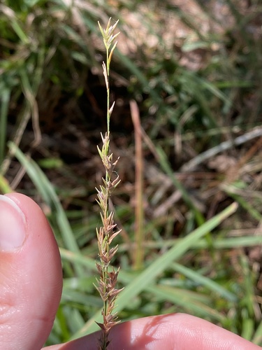 Chasmanthium laxum subsp. sessiliflorum image