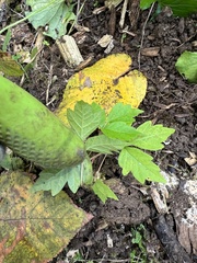 Toxicodendron pubescens