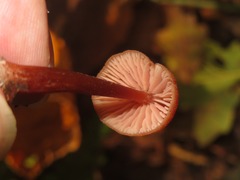 Laccaria proxima