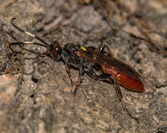 Ichneumon annulatorius