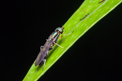 Merosargus