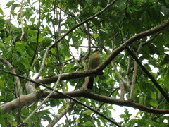 Trichothraupis melanops