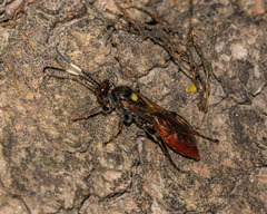 Ichneumon annulatorius