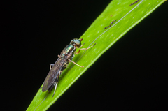 Merosargus