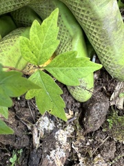 Toxicodendron pubescens