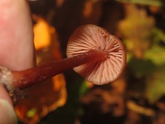 Laccaria proxima