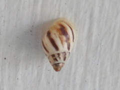 Drymaeus hegewischi