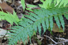 Homalosorus pycnocarpos