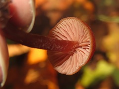 Laccaria proxima
