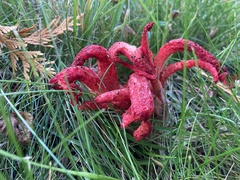 Clathrus archeri