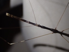 Emesaya brevipennis