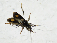 Rasahus hamatus