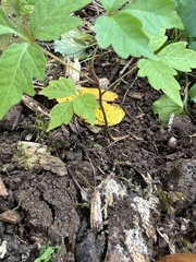 Toxicodendron pubescens