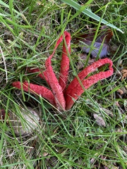 Clathrus archeri