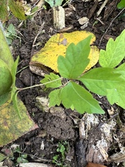 Toxicodendron pubescens