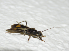 Rasahus hamatus