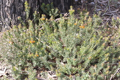 Pultenaea humilis