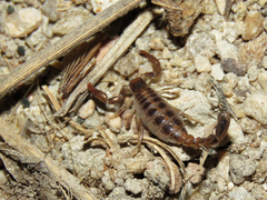 Bothriurus asper
