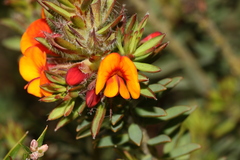 Pultenaea humilis