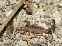 Bothriurus asper