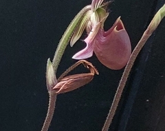 Paphiopedilum