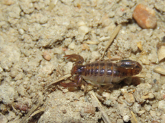 Bothriurus asper