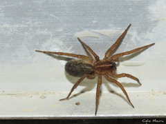 Lycosidae