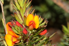 Pultenaea humilis