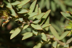 Pultenaea humilis