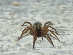Lycosidae