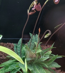 Paphiopedilum