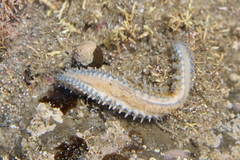 Coscinasterias muricata